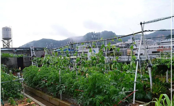 聽說了嗎，多米居然開始搞副業(yè)了？