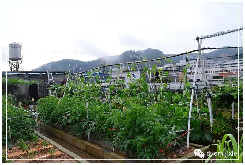 聽說了嗎，多米居然開始搞副業(yè)了？